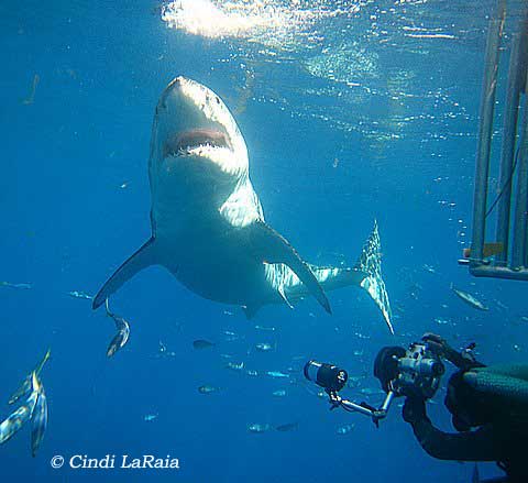Great White Shark Cage Diving, Gansbaai South Africa