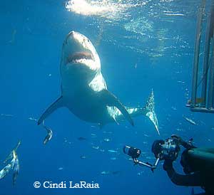 cage diving with great white shark - Guadalupe Mexico