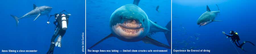 Great White Shark Mexico Diving with Stan Waterman - Big Animals with Amos Nachoum - Dive Discovery