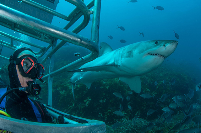 Great White Shark Expedition, 6 Days  - Dive Discovery Australia