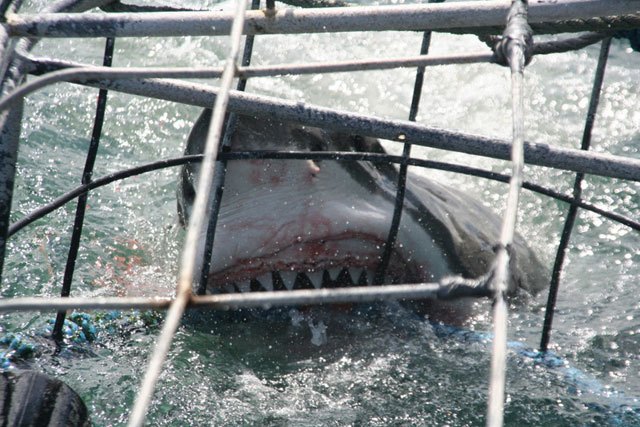 Great White Shark Cage Diving - South Africa Diving - Dive Discovery South Africa