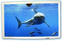 Great white shark at Guadalupe Island, Mexico