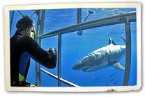 Great white shark at Guadalupe Island, Mexico