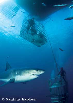 Great White Shark Cage Diving, Isla de Guadalupe, Mexico