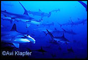 Hammerheads in Cocos Island