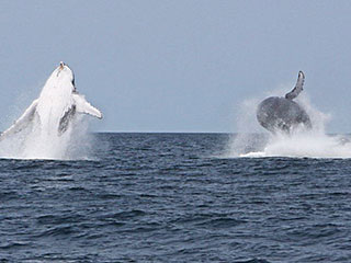 Humpback whales - Hotel Tofo Mar - Inhambane, in Mozambique