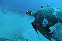 Humboldt Explorer - Galapagos Live Aboards