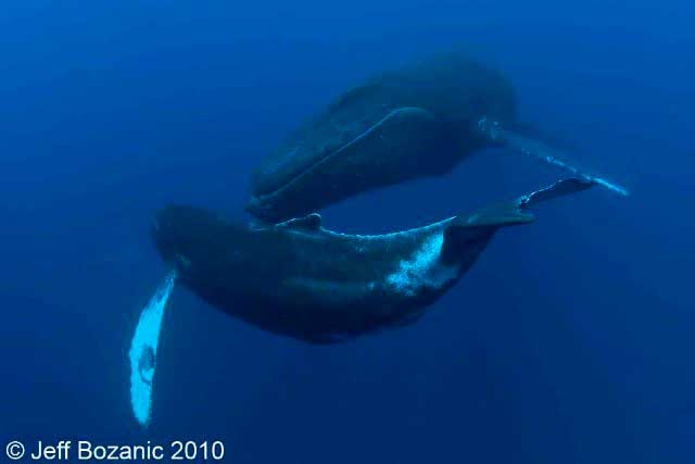 SOCORRO ISLANDS - Revillagigedo Archipelago aboard Nautilus Explorer ~ February 29 - March 9 2012