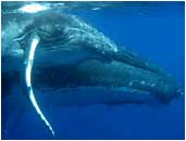 Watching the Humpback Whales - Tonga