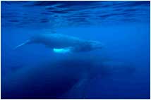 Watching the Humpback Whales - Tonga