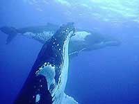 Watching the Humpback Whales - Tonga