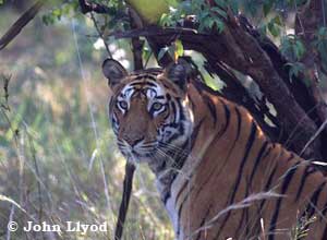 Tigers Temples Safari in Luxury November 16 - 24 2009 Trip Report