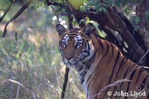 Tiger in Bandhavgarh National Park - India
