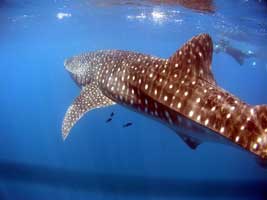 Mozambique Diving - Inhambane, Mantas and Whale Sharks