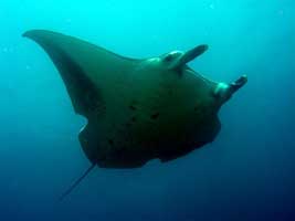 Mozambique Diving - Inhambane, Mantas and Whale Sharks