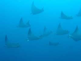 MANTAS AND WHALE SHARKS MOZAMBIQUE