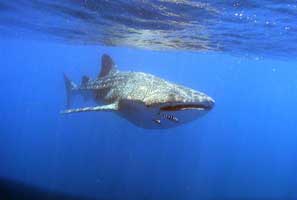 MANTAS AND WHALE SHARKS MOZAMBIQUE