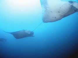 MANTAS AND WHALE SHARKS MOZAMBIQUE