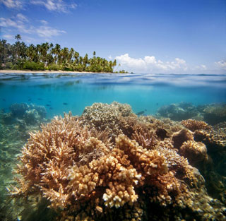 Jean Michele Cousteau's Fiji Island Resort - Fiji Dive Resorts - Dive Discovery Fiji Islands