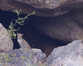 Leopard in front of the cave - India