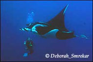 Mantas and diver - Diving Socorro Islands