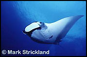 Manta Ray, Thailand, fantasea liveaboards