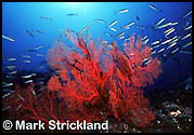 Thailand Underwater Scene, fantasea liveaboards diving