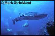 Whale Shark, Thailand, fantasea liveaboards