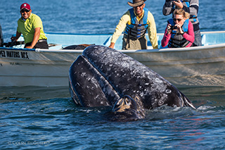 whale watching in Magdalena Bay
