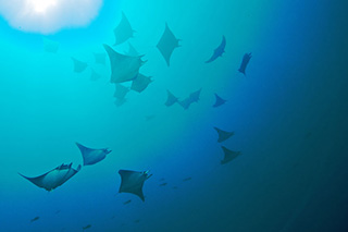 Eagle rays in Galapagos