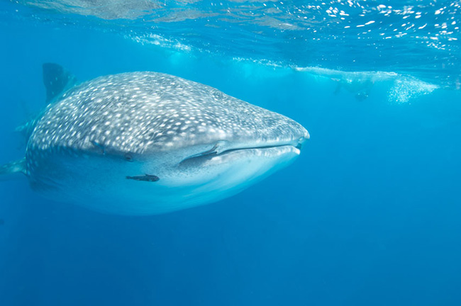 Whale sharks in Galapagos
