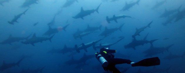 Malpelo Dive Expedition and Shark Diving - Dive Discovery Colombia