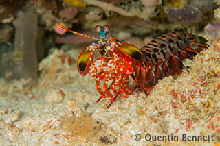 Mantis shrimp - Komodo underwater
