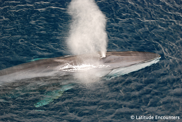 Blue whale - Marine Mega Fauna Expedition, 7 day trip - Mexico