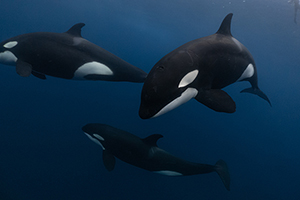 Orcas - Marine Mega Fauna Expedition, 7 day trip - Mexico - Dive Discovery