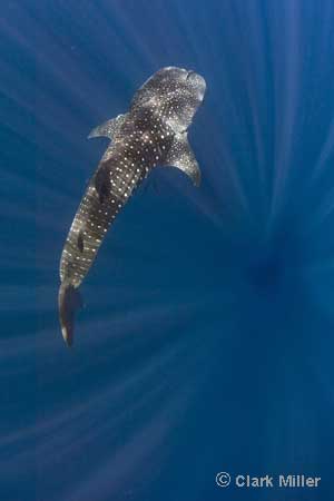 Sperm Whale Discovery trip and Humbolt Squid night dives - Dive Discovery