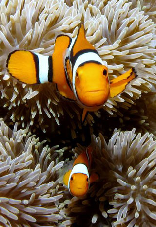 Melanesian Percula Clown Fish - PNG Diving