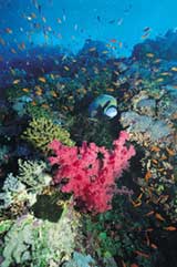 Minahasa Lagoon - Indonesia dive resort