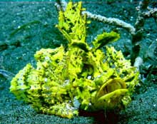 Minahasa Lagoon - Indonesia dive resort