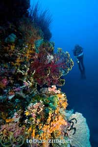 Misool Eco Resort - Indonesia Dive Resort