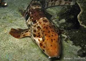 Misool Eco Resort - Indonesia Dive Resort