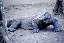 Komodo dragon in Komodo National Park