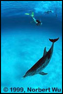 Atlantic Spotted Dolphin.  Dream Too, Bahama Banks.  Photo Courtesy of Norbert Wu.
