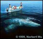 Friendly Gray Whales approach the boats in Baja. Photo courtesy of Norbert Wu.