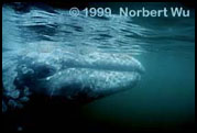 Gray Whales mate and give birth in Baja California Lagoons. Photo Courtesy of Norbert Wu.