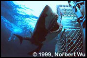 Great White Shark, Australia.  Photo courtesy of Norbert Wu.