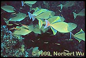 Red-tail Triggerfish, Socorro Island, photo courtesy of Norbert Wu