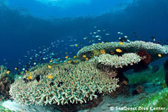 Shark Diving in Malpelo, Columbia - onboard Yemaya
