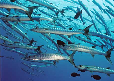 Ocean Hunter III - Palau Liveaboards - Dive Discovery Micronesia