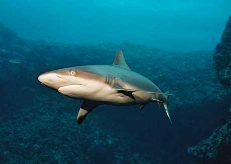 Ocean Hunter III - Palau Liveaboards - Dive Discovery Micronesia